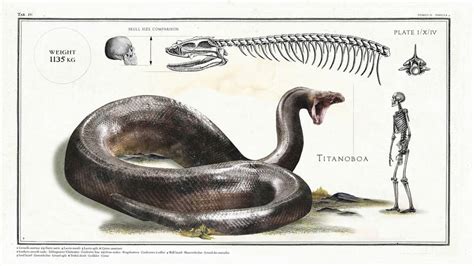 Meet The Titanoboa The Largest Snake To Have Ever Lived And Which
