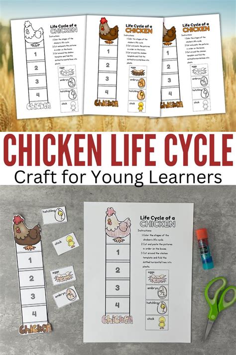 Get Creative With Our Chicken Life Cycle Craft Teach Kids About The