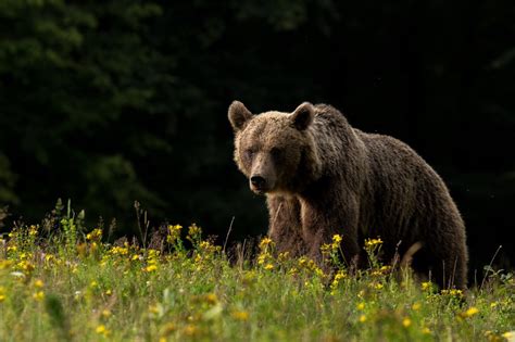 Cave Bear Dna Lives On In Brown Bears