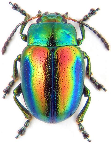 Iridescent Insect Beautiful Colours Leaf Beetle Insects Beetle Insect