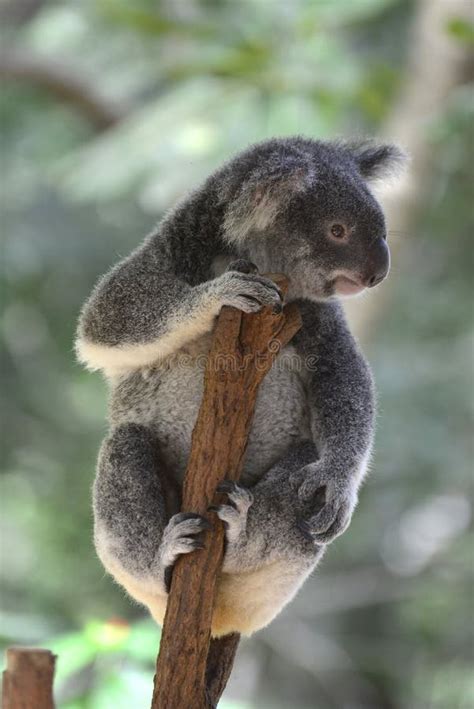 Australian Koala Bear Sitting On A Branch Stock Photo Image Of Koala