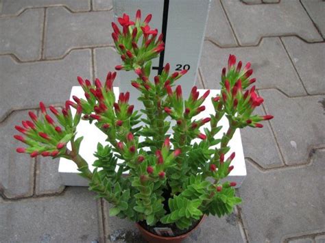 crassula coccinea — florist s plantica