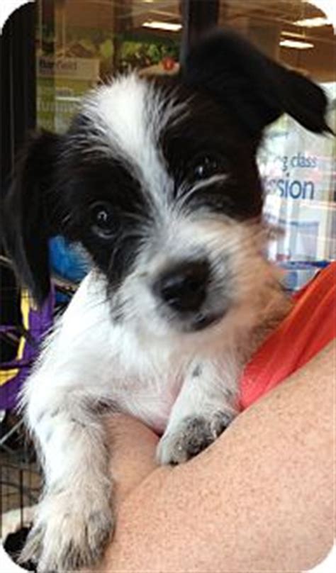 However, some jack russell mix breeds, such as jack russell/poodle mixes, are hypoallergenic. Tootsie | Adopted Puppy | Walker, LA | Jack Russell ...