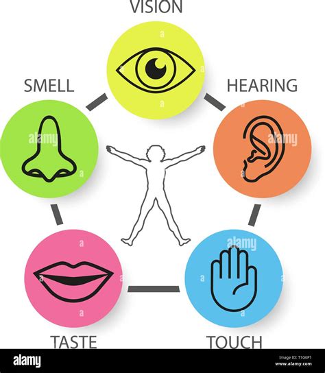 Icon Set Of Five Human Senses Vision Smell Hearing Touch Taste Stock Vector Image And Art Alamy