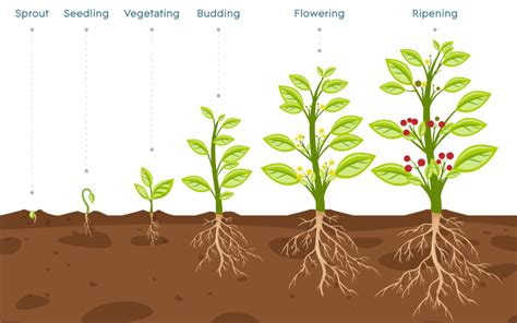 Plant Growth Stages An Overview Agrowtronics Iiot For Growing