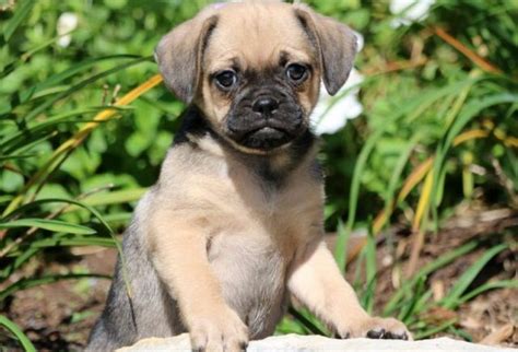 Puggle Puppies For Sale Keystone Puppies