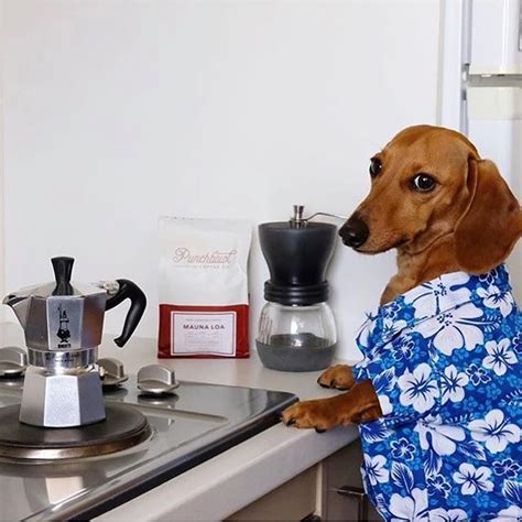Watch thousands of shows and movies, with plans starting at $5.99/month. Holiday mode engaged making coffee livin life. | Shop Link ...