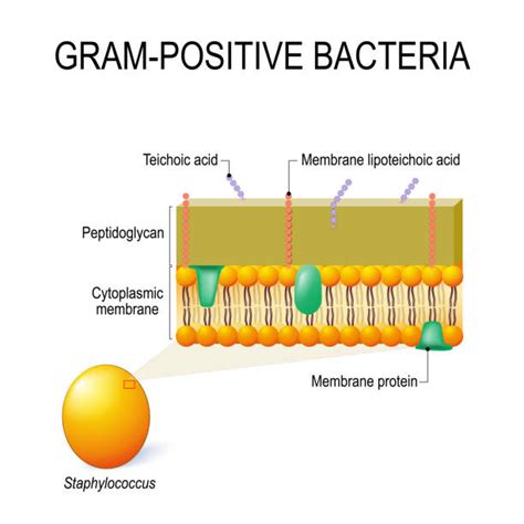 Gram Positive Bacteria Illustrations Royalty Free Vector Graphics Be7