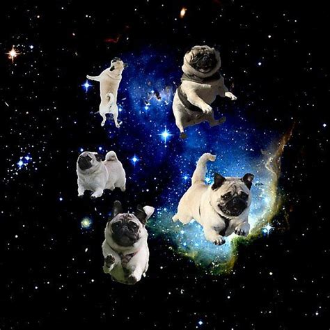 Galaxy Pugs Pug Art Pugs Art