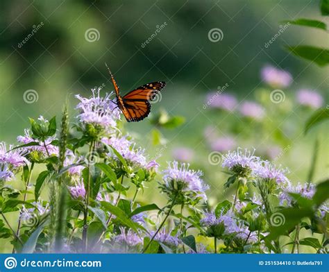 Beautiful Monarch Butterfly Sitting On Top Of Purple Flower Posed In