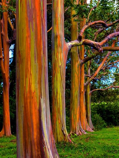 Rainbow Tree Care Minnesota Rolland Breedlove