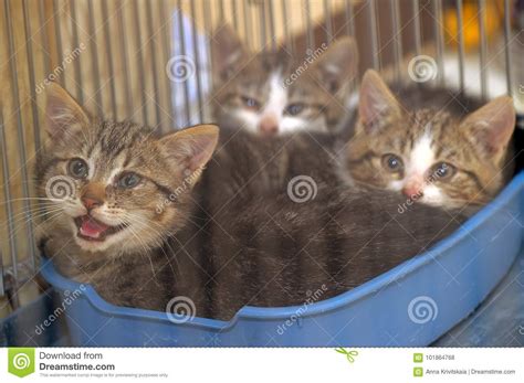 Kittens In A Cage In A Shelter Stock Photo Image Of Feline Fence