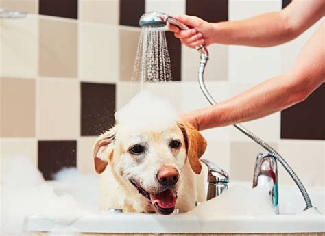 Com que frequência deve dar banho ao cão tendo em conta a sua raça?