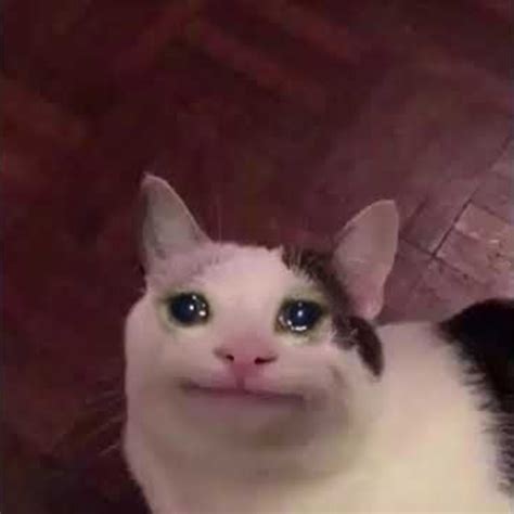 Crying Polite Cat Crying Cat Know Your Meme