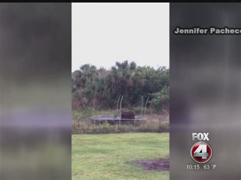 Bear Cubs Caught On Trampoline