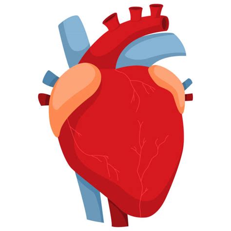 Clip Art Of A Of A Real Heart Illustrations Royalty Free Vector