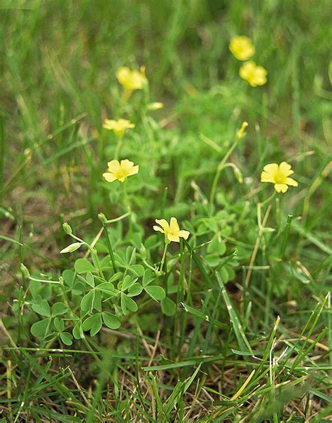 Grass Weeds With Yellow Flowers Studio And Garden Small Splendors In