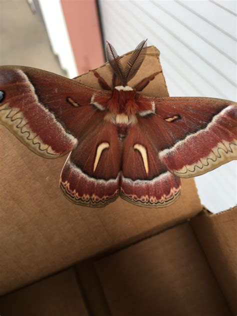 What Kind Of Moth Is This Found In Northern California Rwhatsthisbug