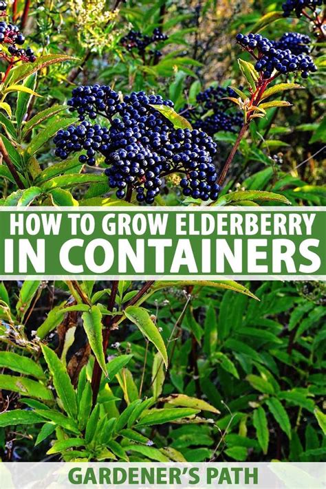 If You Love The Blossoms And Fruits Of The Beautiful Elderberry But Don