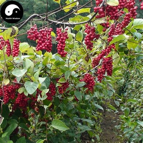 Because of it's potent properties and pronounced taste, it's more like an herb and less like a food, meaning you need to use it in much smaller quantities than you would. Buy Schisandra Chinensis Seeds Plant Schisandra Berry Tree ...