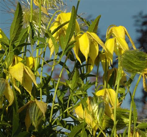 • certain cultivars may be more susceptible than others. Yellow Clematis :: City of Edmonton