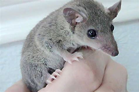 Short Tailed Opossum Pet Guide Housing And Feeding