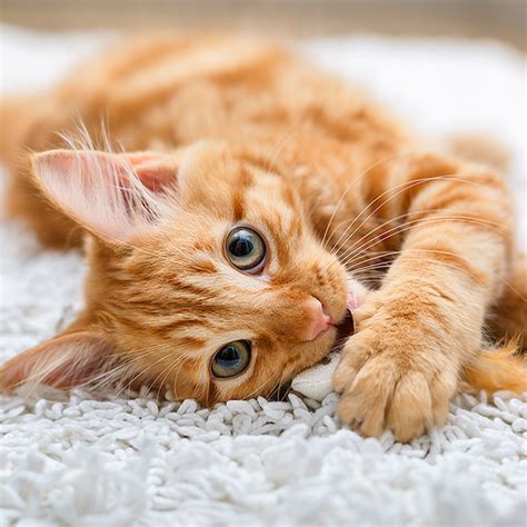 252 likes · 1 talking about this. Kumpulan Gambar Kucing Lucu dan Imut - Mas Helmi Blog