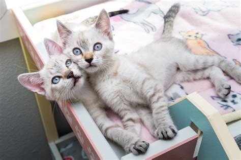 why two kittens are better than one — kitten lady