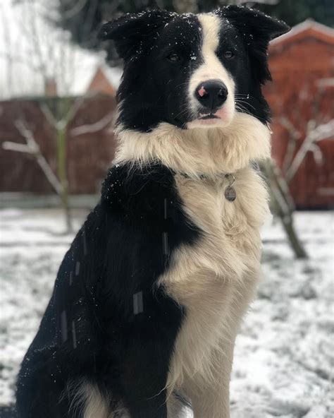 Border collie pomeranian mix puppies could acquire any combination of these personalities. Murphy the Shollie Judging us all | Hybrid dogs, Border ...