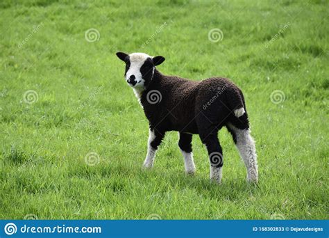 Absolutely Adorable Baby Lamb In A Grass Field Stock Image Image Of