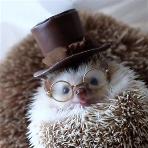 Hedgehog Wearing A Top Hat And Glasses Cute Animals Cute Hedgehog