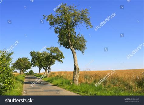 Beautiful Country Road On The Late Summer Afternoon Was Seen In