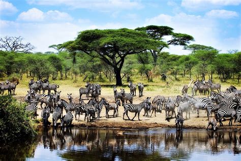 Kenya and Tanzania Safari| Africa Packages| Webjet Exclusives