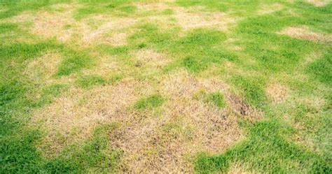 Why Is My Lawn Turning Brown In Spots How To Fix Lawn Chick