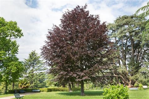 Copper Beech Purple Beech Fagus Sylvatica Purpurea Ornamental Tree