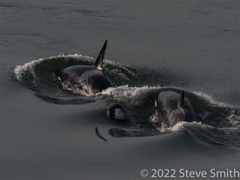 Orcas At Deception Pass Flickr