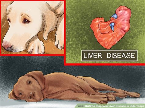 How To Diagnose Liver Disease In Older Dogs 9 Steps