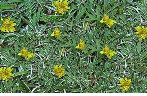 Dymondia Margaretae Silver Carpet Ground Cover Small Yellow Flowers
