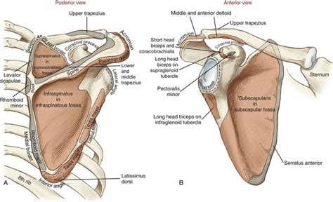 .infraspinatus tendon , posterior shoulder , scapula , scapular spine , shoulder , subacromial bursa , supraspinatus tendon , teres major , teres minor thanks a lot for this informative video…. Structure and Function of the Shoulder Complex | Musculoskeletal Key