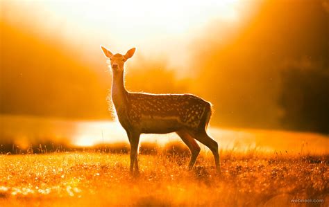25 Best Award Winning Wildlife Photography Examples Around The World