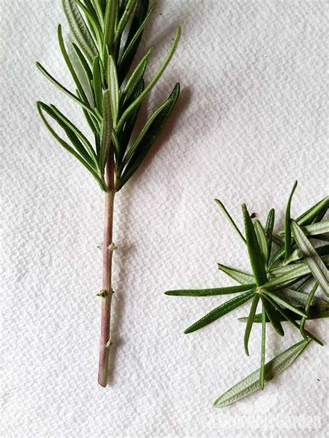 How To Propagate Rosemary From Cuttings