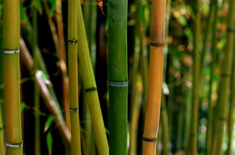 La vérité sur la viscose de bambou Ling Ling d amour le blog