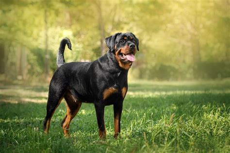 Do Rottweilers Shed Rottie Shedding Guide Stop My Dog Shedding