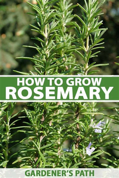 Ilana whiting, queen of cakes. How to Grow Rosemary in the Home Herb Gardern | Herb ...