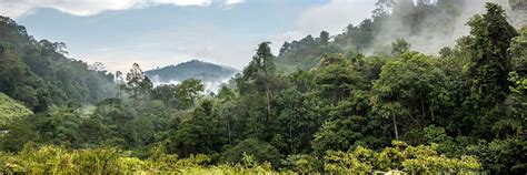 Visit Taman Negara National Park, Malaysia | Audley Travel