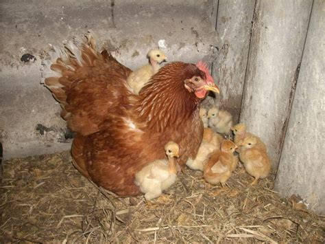 La Cr A De Gallinas Recomendaciones Sobre Cuidado Y Alimentaci N