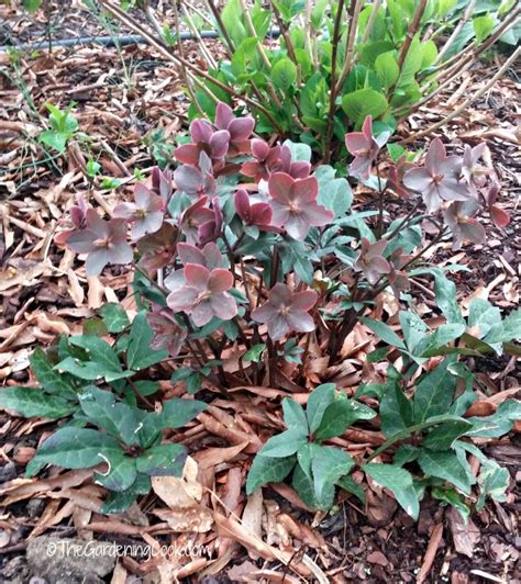 There are roses bred especially for cutting and even groundcover roses. Growing Hellebores - Lenten Rose - How to Grow Helleborus