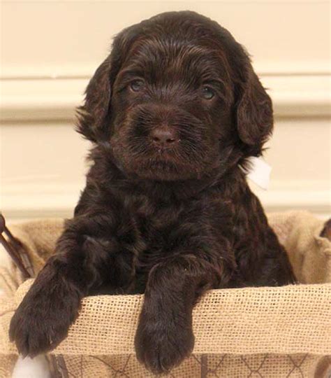 We have a variety of colors for these sweet and loving pups. Price for Legendary Australian Labradoodle Pet Puppy