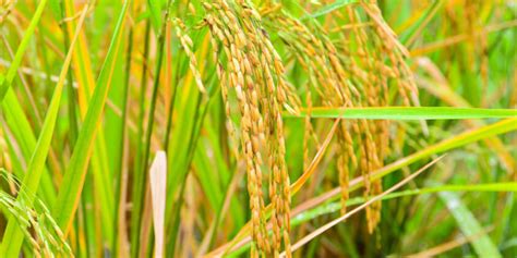 How To Grow Rice Planting Care And Harvesting Practices