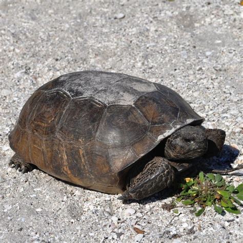 What To Do When You See A Gopher Tortoise In Florida Solo Travel Girl
